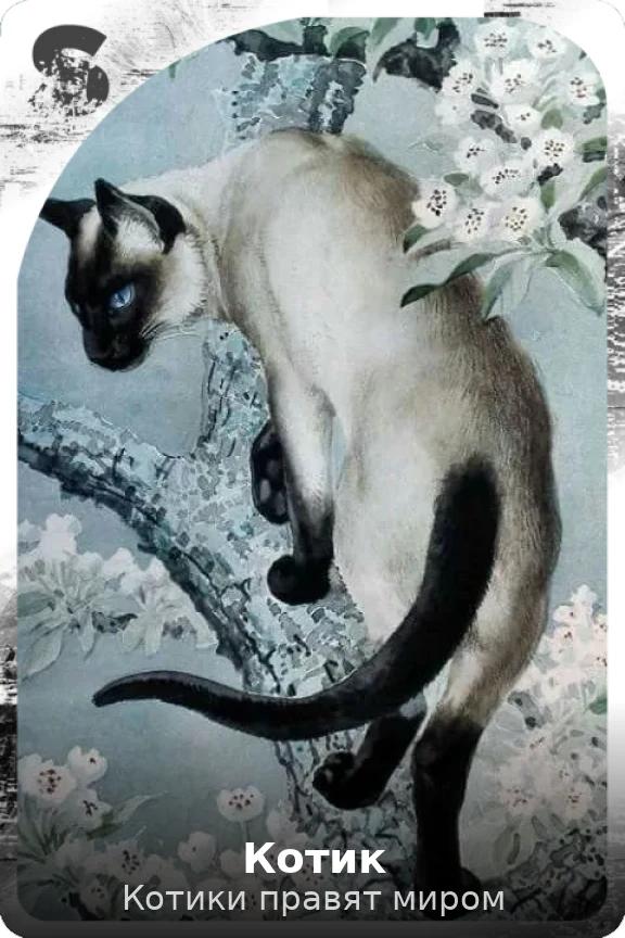 Котик
