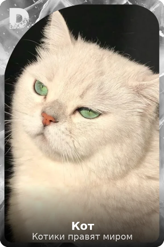 Кот